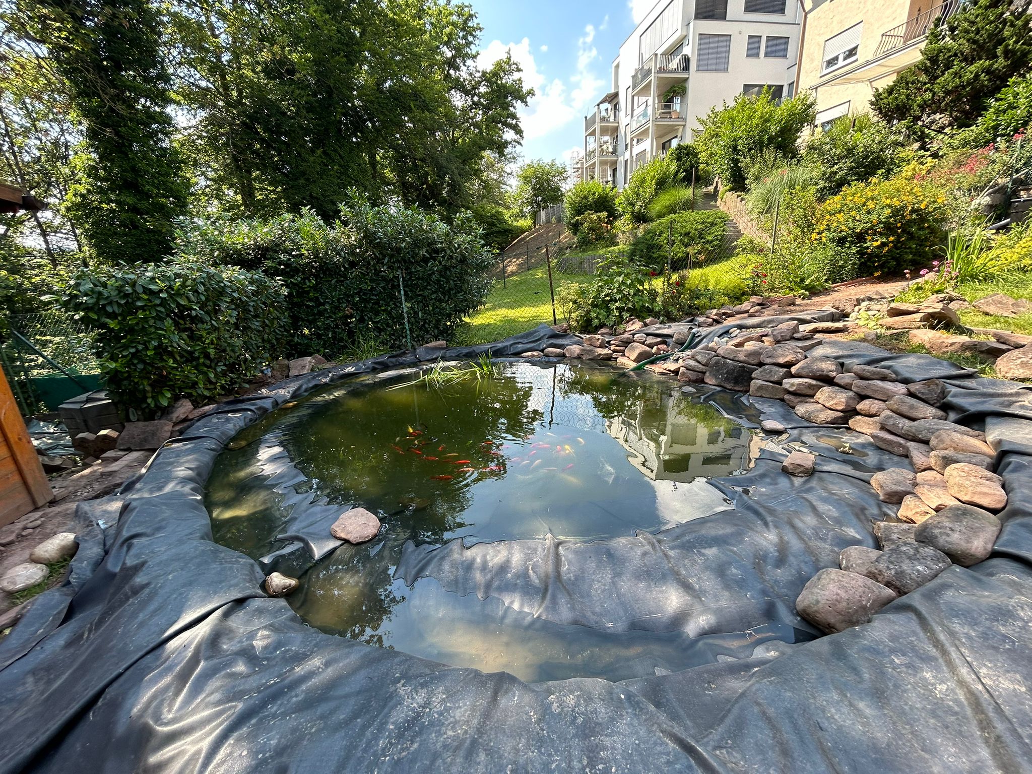 Gartenteich mit Koi-Fischen und Naturstein — Klimek GaLaBau Pforzheim